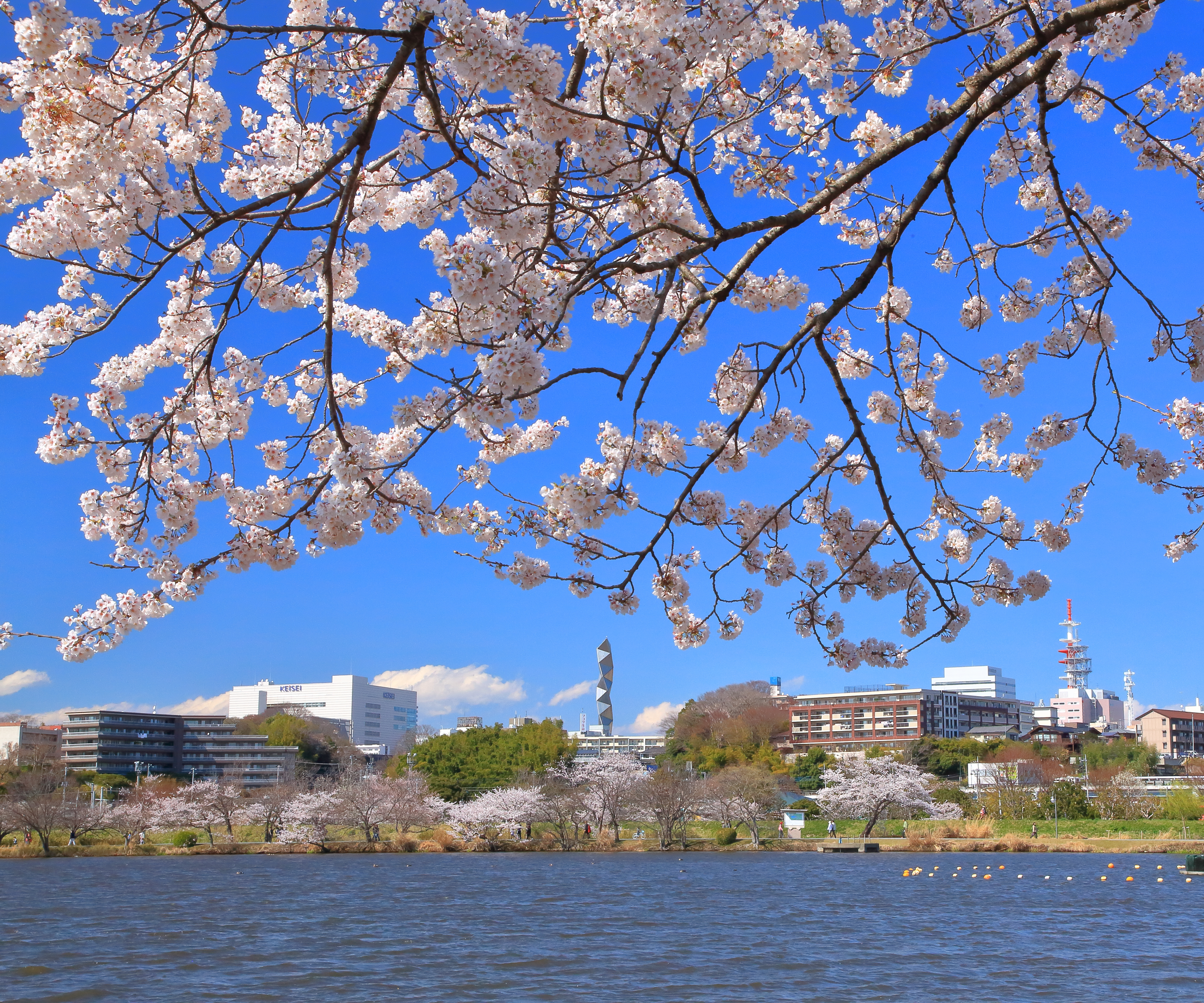 Lake Senba « Visit MITO